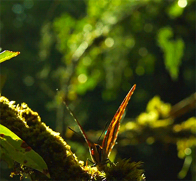 http://tchounette.t.c.pic.centerblog.net/5575e63f.gif