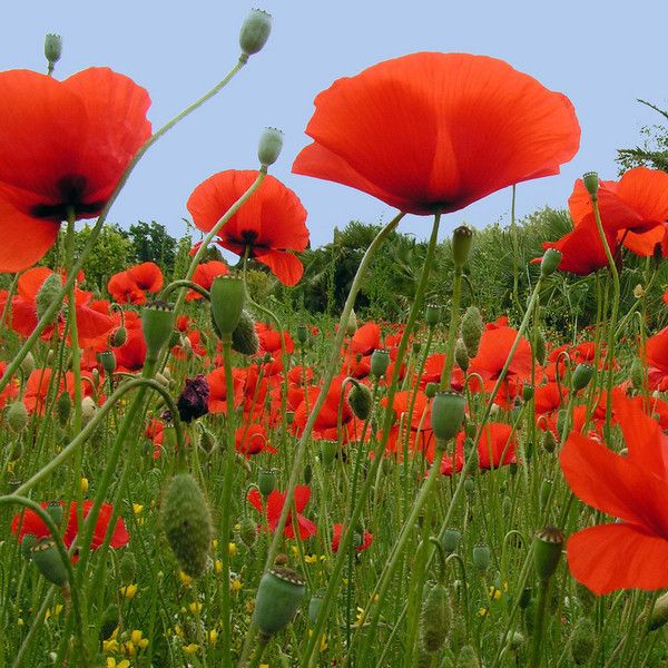 LES COQUELICOTS.