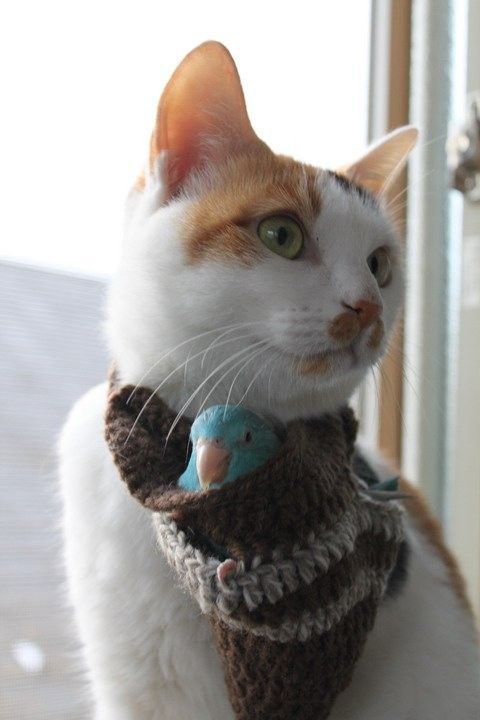 belles images de chats page 6 belles images de chats page 6